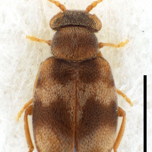 Mixaderus mantillerii Gompel, 2012