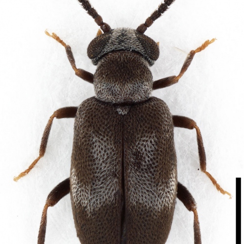 Mixaderus reunionensis Gompel, 2021