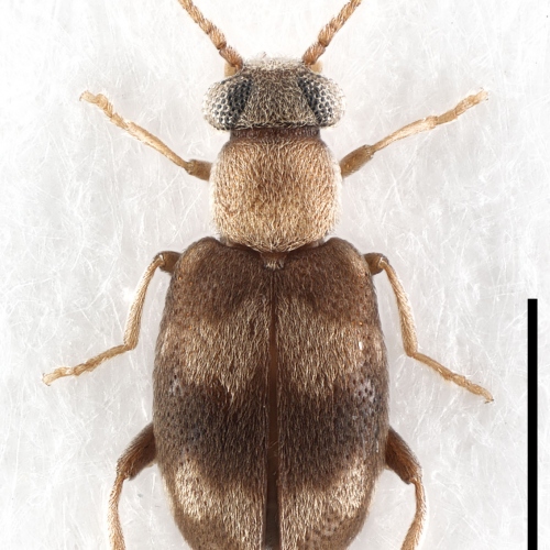 Mixaderus chassaini Gompel, 2021