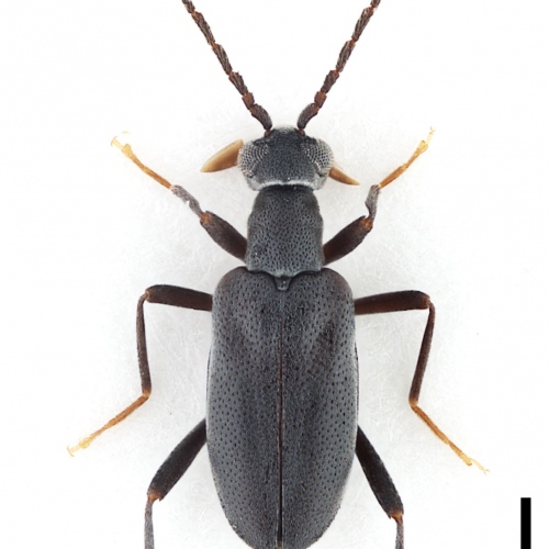 Zarcosia bedosae Gompel, 2020