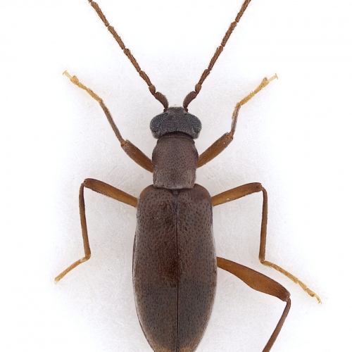 Zarcosia ilonae Gompel, 2020