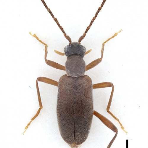 Zarcosia deharvengi Gompel, 2020