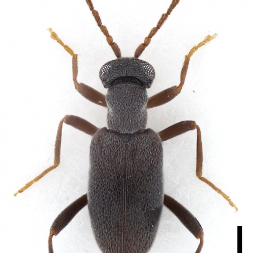 Zarcosia barclayi Gompel, 2020