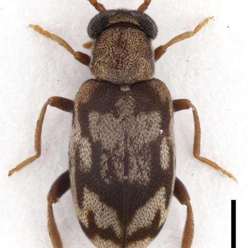 Mixaderus tamisieri Gompel, 2021