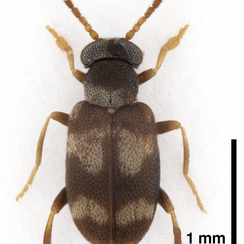 Mixaderus lemagneni Gompel, 2021
