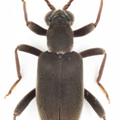 Zarcosia gerstmeieri Gompel, 2020