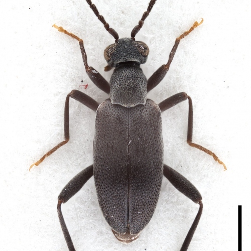 Zarcosia sinuata Gompel, 2020