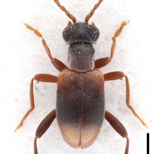 Zarcosia schawalleri Gompel, 2020