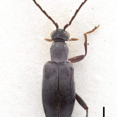 Zarcosia sumatrensis Gompel, 2020