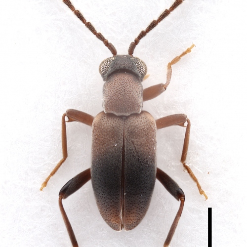 Zarcosia spinifemur Gompel, 2020